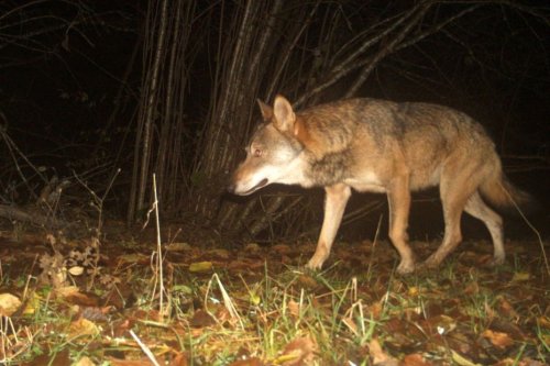 Des chèvres tuées de l'autre côté de la frontière, une nouvelle attaque du loup confirmée dans le Jura Suisse