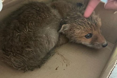 Video Haute Savoie Il Sauve Un Bebe Renard Et Se Fait Engueuler Par Le Veterinaire Flipboard