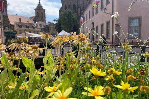 Colmar : la mairie demande une dérogation pour pouvoir continuer à arroser ses fleurs