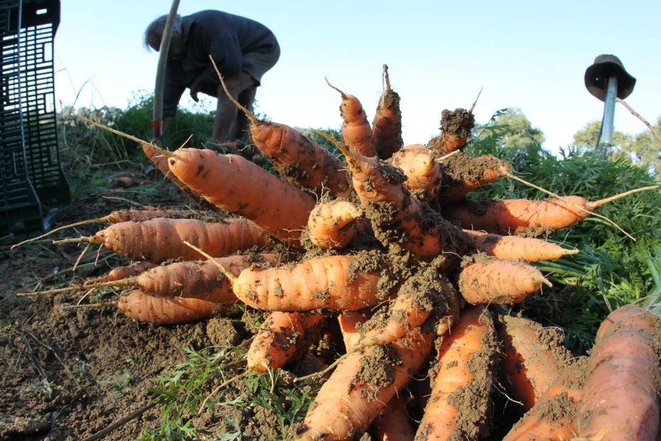 « La vente directe a clairement régressé » : circuits courts, ventes chez le producteur, Amap, une économie en difficulté ?