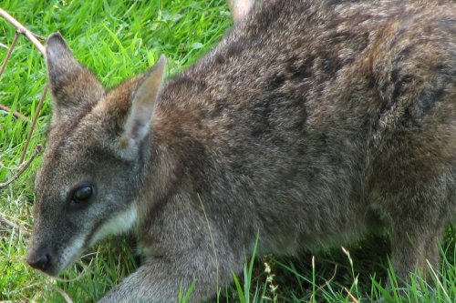 Australie : le petit wallaby de Parma devient une espèce protégée