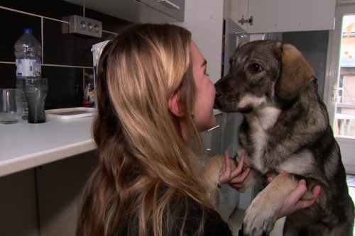 Ruben, chien errant de Roumanie, a trouvé un foyer aimant en Normandie grâce à l'association des "Car'Pattes"