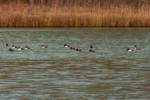 VIDEO. Alsace : le grand rassemblement des oiseaux d’eau en hiver