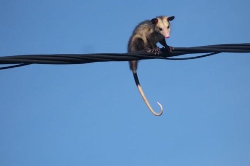 À la Dominique, un manicou coupe le courant dans le nord de l’île