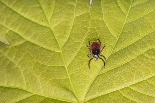 "Elle est capable de suivre sa proie", une vétérinaire alerte sur la présence de la tique géante en Drôme-Ardèche