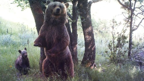 Ourse tuée dans les Pyrénées : 17 chasseurs devant la justice à Foix