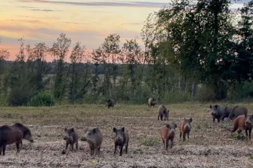 VIDÉO. Une harde de sangliers déboule dans un champ juste devant elle, elle filme ce spectacle étonnant dans le Jura