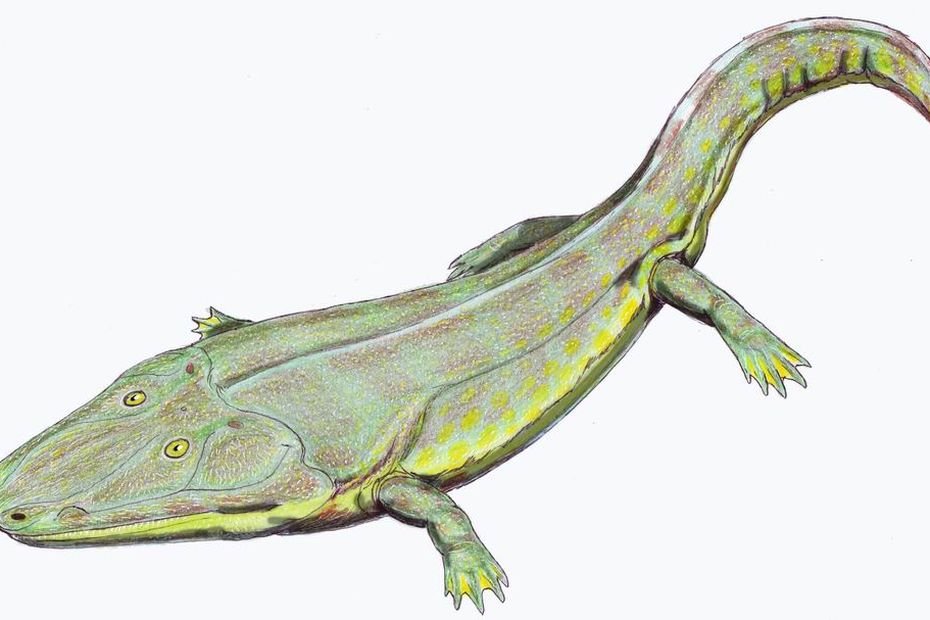 Sciences : découverte exceptionnelle d'ossements d'amphibiens géants vieux de 210 millions d'années