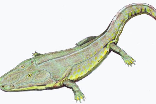 Sciences : découverte exceptionnelle d'ossements d'amphibiens géants vieux de 210 millions d'années