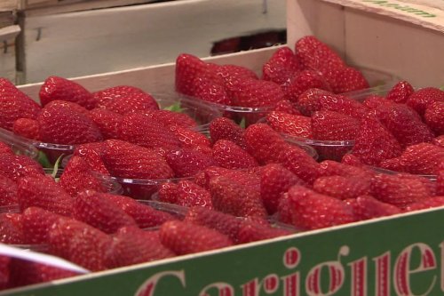 Des fraises à prix cassé : les températures estivales ne font pas les affaires des producteurs
