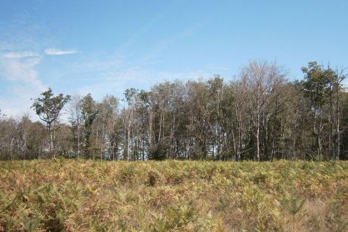 "On s’est habillés en bois" : des gendarmes se déguisent pour arrêter un homme qui a coupé des chênes en forêt pour cultiver du cannabis