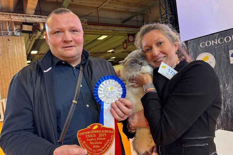 Salon de l’agriculture : Oust, le chat venu des Vosges, décroche le titre du plus beau mâle de race ragdoll