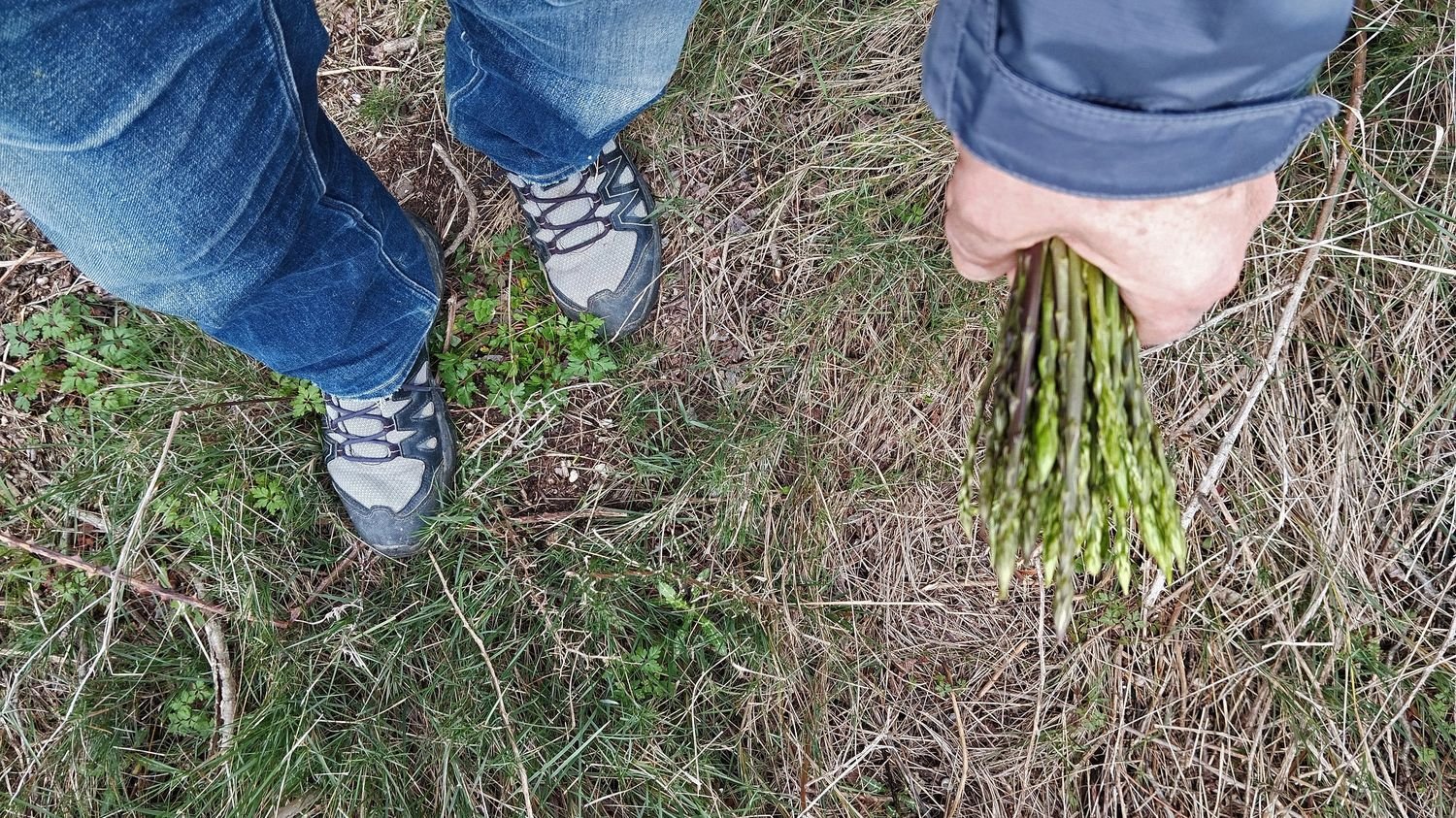 Santé : l'Anses alerte sur la consommation d'asperges des bois, pour ses effets irritants