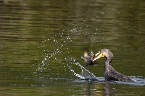 VIDÉO. Les cormorans, une concurrence trop forte pour les pêcheurs de Corrèze ?