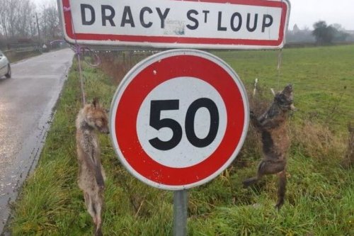 Deux renards retrouvés pendus à l'entrée de Dracy-Saint-Loup en Saône-et-Loire