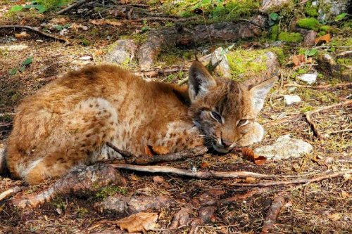 Lynx : un bébé femelle de quatre mois dénutri et déshydraté pris en charge par le Centre Athénas dans le Haut-Doubs