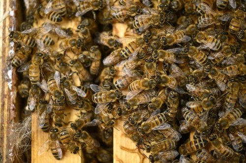 Comment ces chercheurs du Puy-de-Dôme veulent faire disparaître la mortalité hivernale des abeilles
