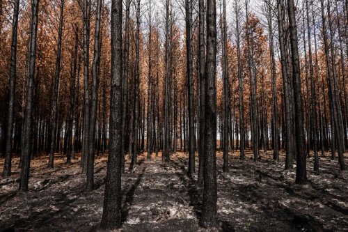 Après les incendies dévastateurs en Gironde, une course contre la montre a débuté pour donner une seconde vie au bois brulé
