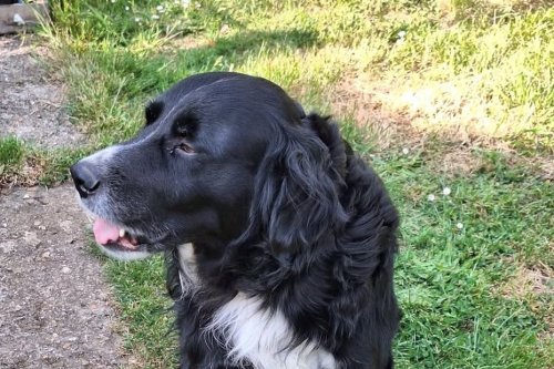 De la poubelle à la gamelle du chien Onyx : comment Laura a découvert Too Good To Go version animaux ?