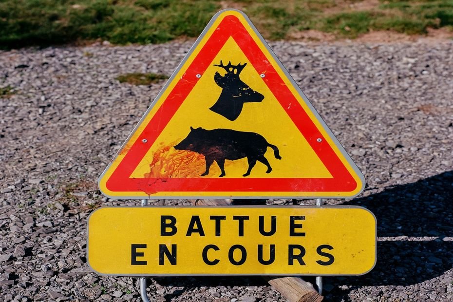 Une battue administrative anti-sangliers est organisée dans l’Aude, des dizaines de chasseurs présents