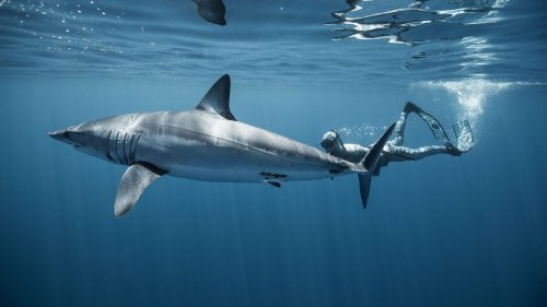 Pourquoi ces requins depuis quelques jours près des plages varoises ?