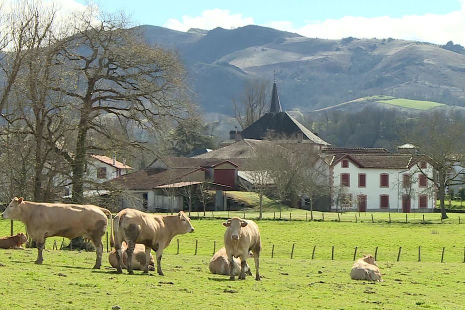 « On doit les abattre pour rien » : des tests supplémentaires contre la tuberculose bovine, 11 000 vaches menacées selon les agriculteurs