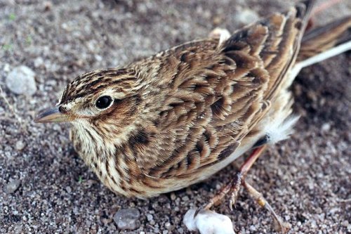 Alouette des champs : sa chasse à nouveau autorisée dans le Sud-Ouest, une décision "méprisant la biodiversité" pour la Ligue de protection des oiseaux