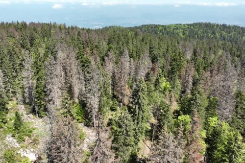 VIDÉO. Poumon vert d'Annecy, la forêt du Semnoz est malade : 7 000 arbres vont être abattus