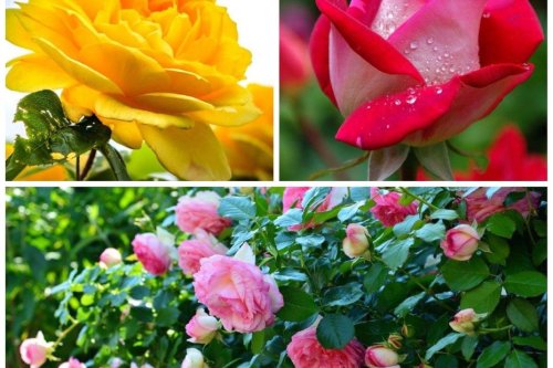 Jardinage : bouturer un rosier est facile et économique