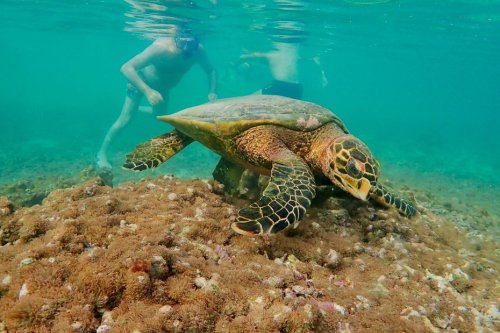 Un arrêté pour mieux protéger des espèces de tortues marines et leurs habitats