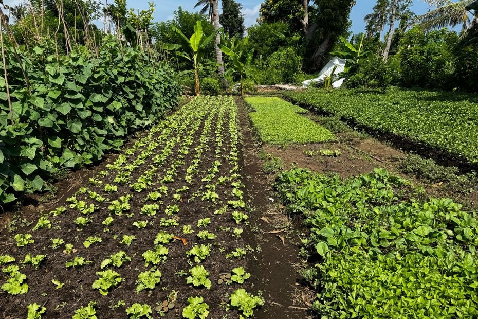 « Il y a une richesse insoupçonnée ici », les agriculteurs de Petite-Terre se relèvent après Chido