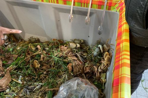 Raz de marée antillais sur le crabe de Pâques, à Paris