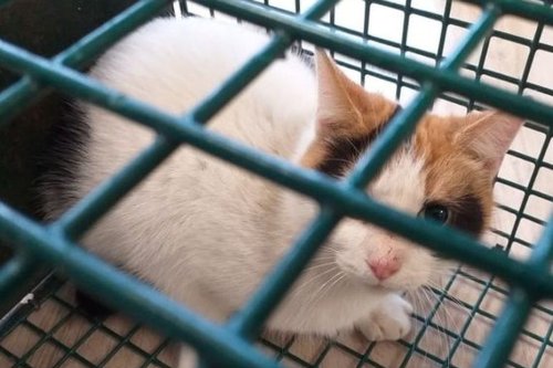 Le fléau des chats errants à Metz : un couple de chats peut engendrer 20 700 félins en 4 ans