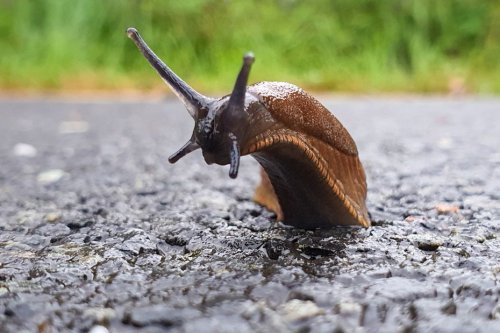 Limaces et escargots envahissent votre jardin : 15 astuces pour s'en débarrasser