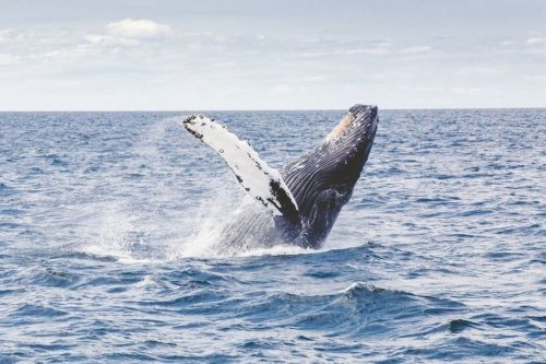 Australie : un homme meurt en mer après un choc contre une baleine
