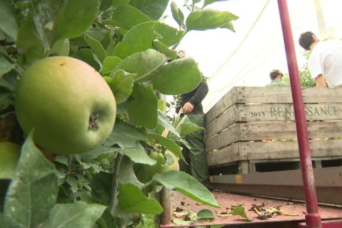 À cause des fortes chaleurs, deux semaines d'avance pour la récolte des pommes dans la Sarthe