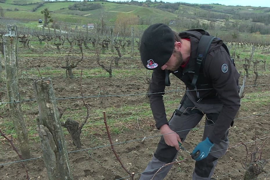 “Je suis maintenu dans le dos, le travail est plus agréable” : un exosquelette en test dans les vignes du Jura pour soulager les viticulteurs