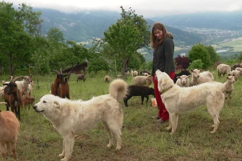 Haute-Savoie : une formation pour adopter le bon comportement face aux patous, ces chiens qui gardent les troupeaux