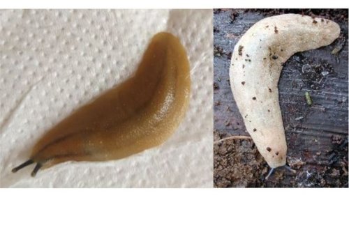 Leidyula Sloanii, limace parmi les plus nuisibles au monde, observée en Martinique