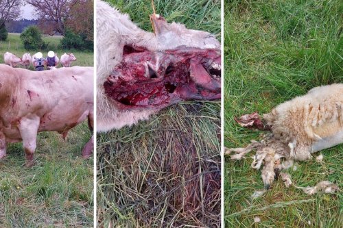 Une brebis et un veau mangés, un taureau attaqué... un éleveur assure que le loup est de retour dans l'Yonne