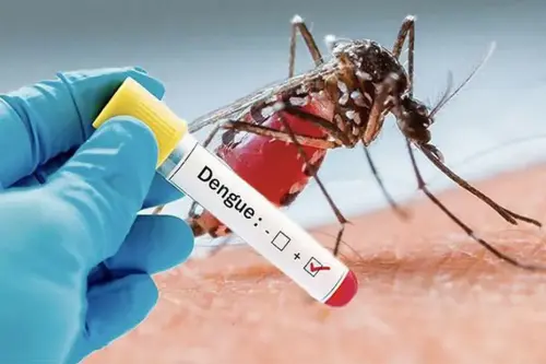 L'ARS alerte sur une recrudescence des cas de dengue en Guadeloupe