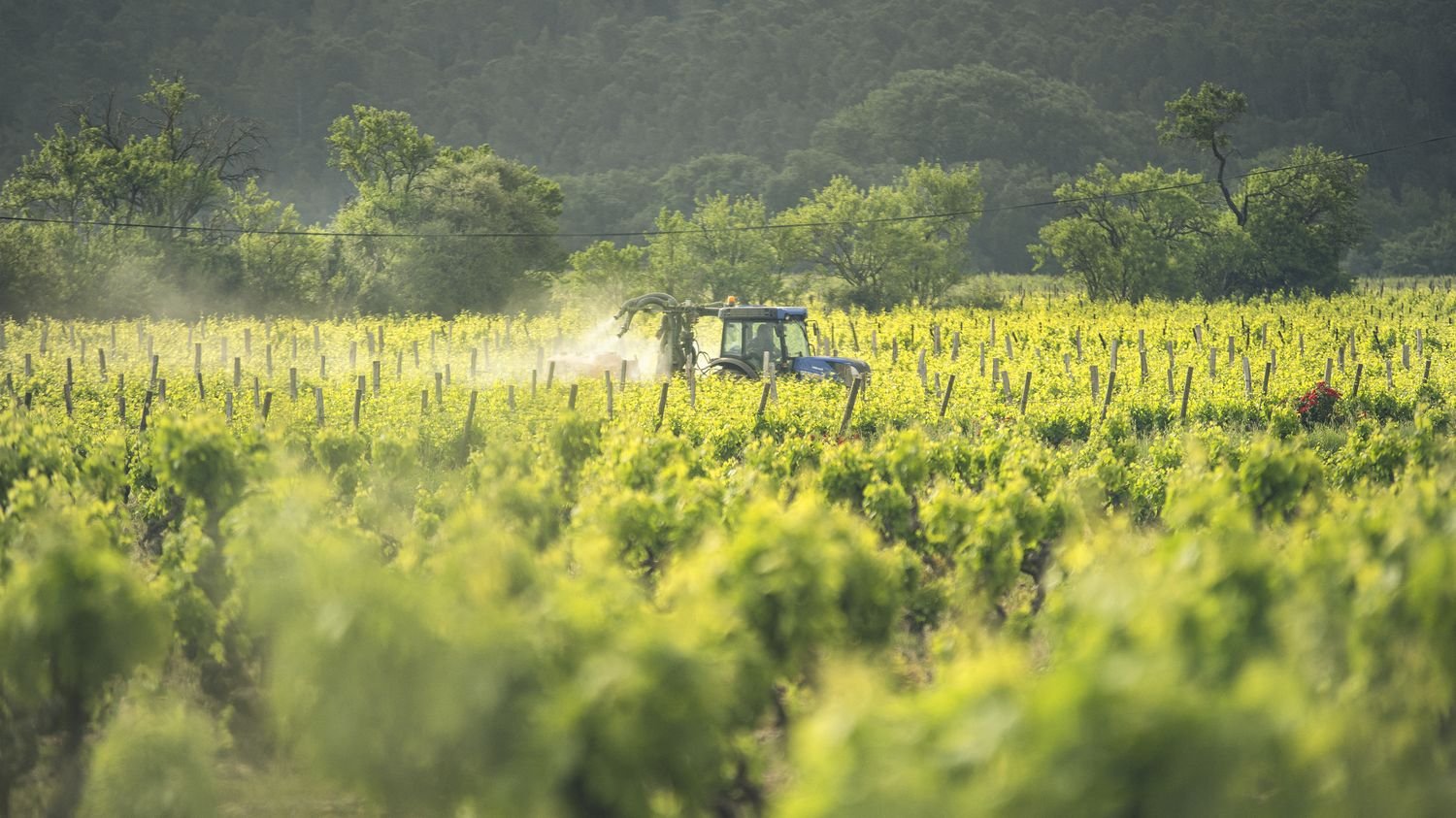 Du TFA, un polluant éternel, détecté dans des bouteilles de vin en Europe à des niveaux record