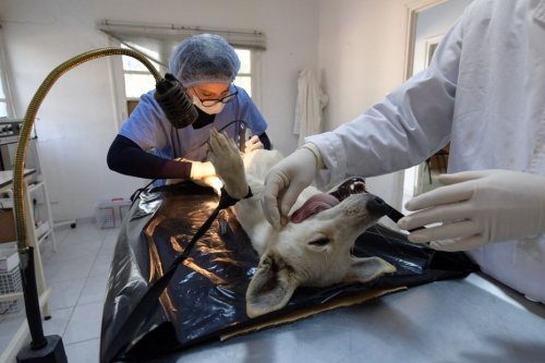 Coupures d’électricité : des vétérinaires s’inquiètent de « pertes de chance » pour les animaux