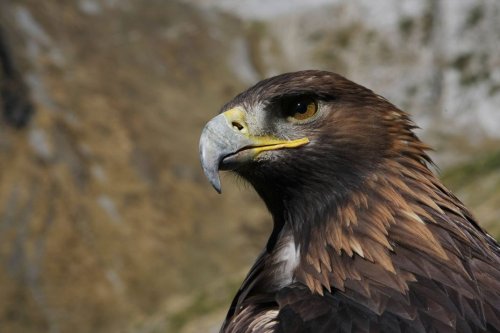 Une association de défense des animaux va porter plainte après la mort d’un aigle royal, tué par une éolienne