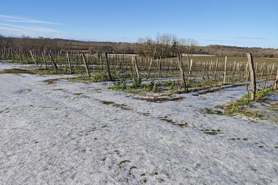 « Des pertes à plus de 80% », le vignoble gersois de l’Armagnac détruit par un orage de grêle