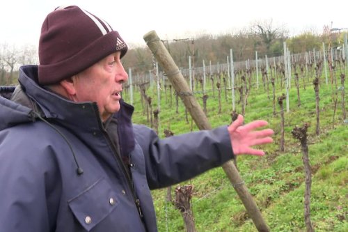 Bas-Rhin : 4.000 pieds de vignes saccagés chez plusieurs vignerons