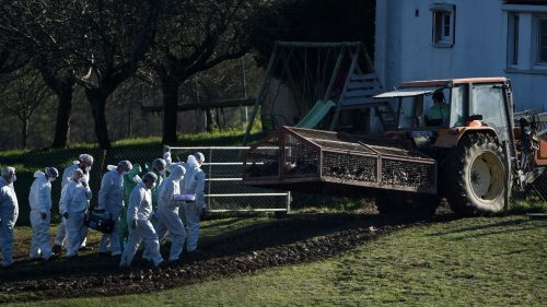 Grippe aviaire : l'Etat fait vider des élevages de l'ouest de la France