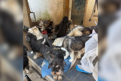 Près de 100 chiens saisis dans un élevage : l'éleveur “laissait divaguer ses animaux dans le village”, dénoncent des habitants