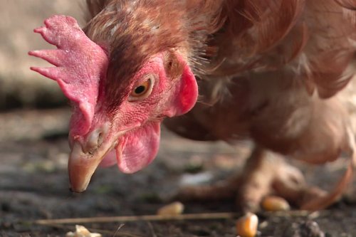 Dans l'Oise, les habitants peuvent adopter gratuitement une poule pour lui éviter l'abattoir et réduire les déchets