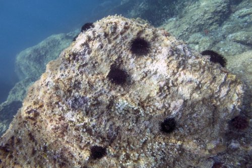 "L’eau se réchauffe, créant un milieu propice à leur reproduction". Les oursins prolifèrent sur le littoral lorientais